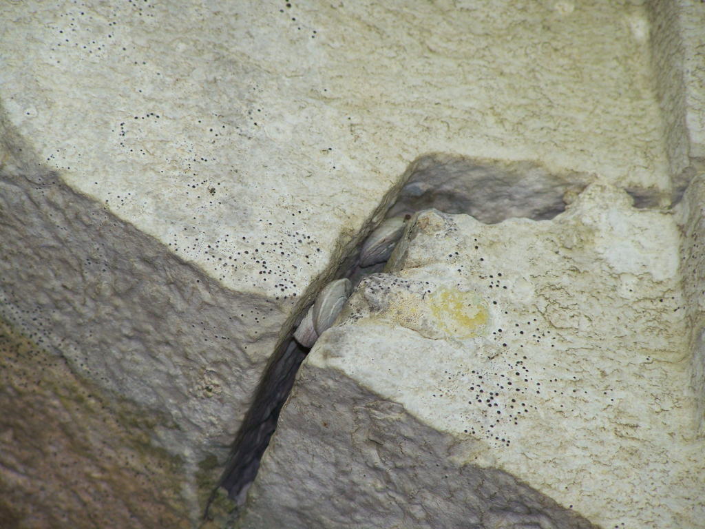 Marmorana scabriuscula