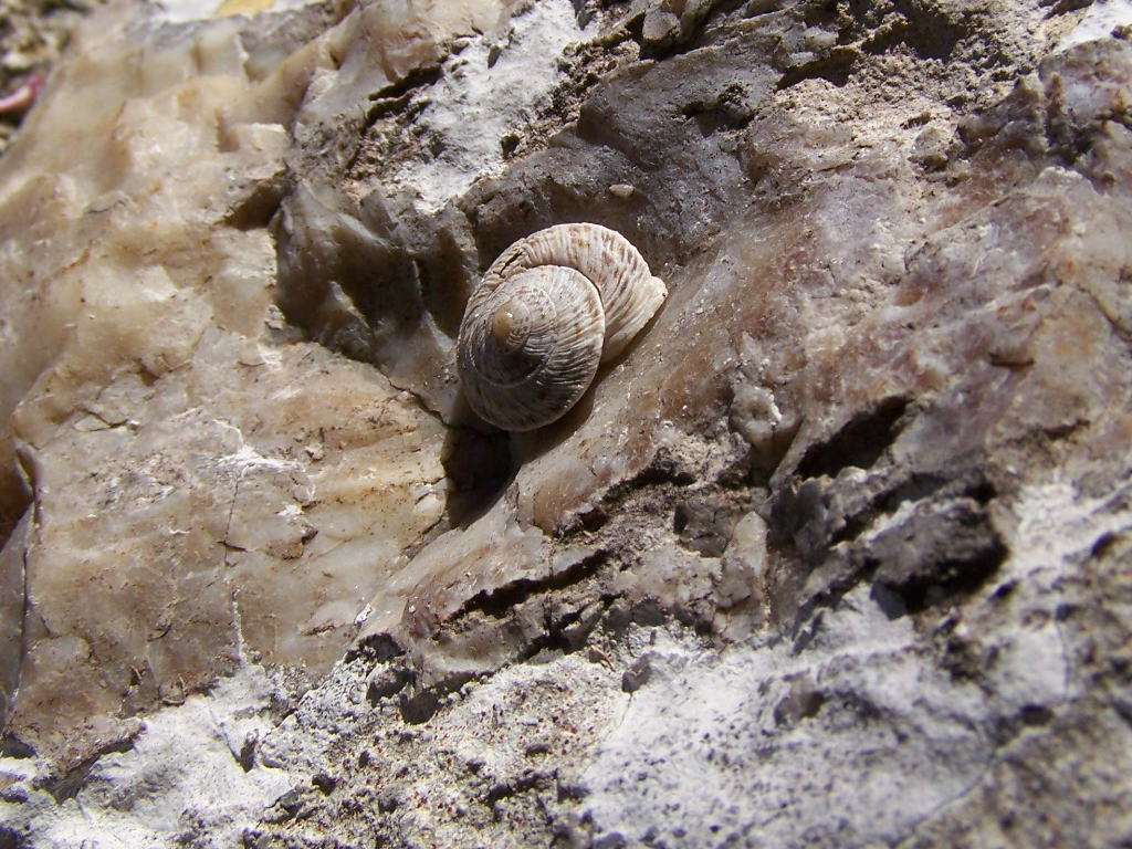 Marmorana scabriuscula