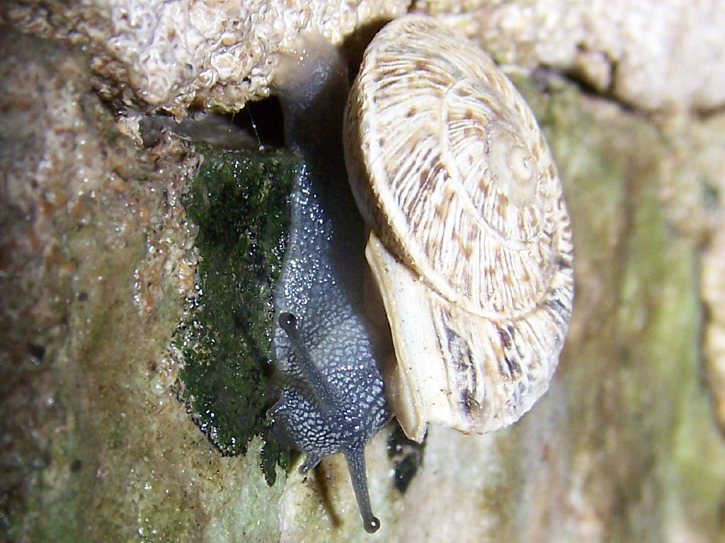 Marmorana scabriuscula