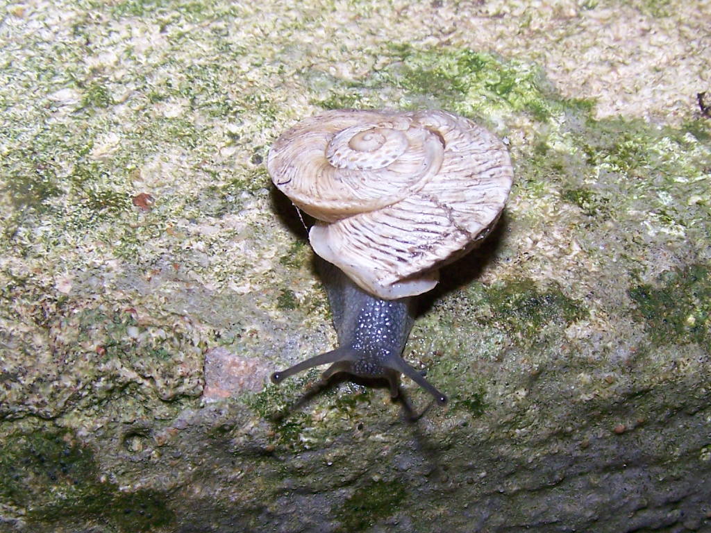 Marmorana scabriuscula