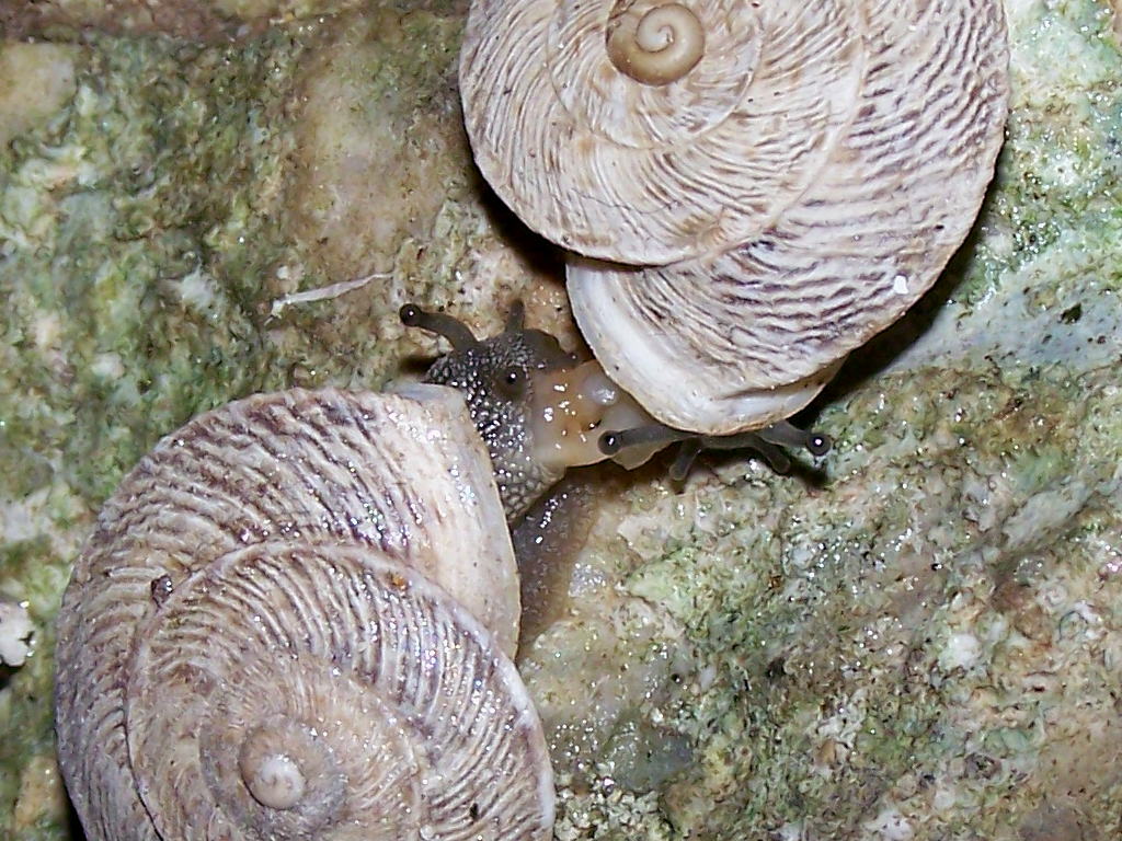 Marmorana scabriuscula