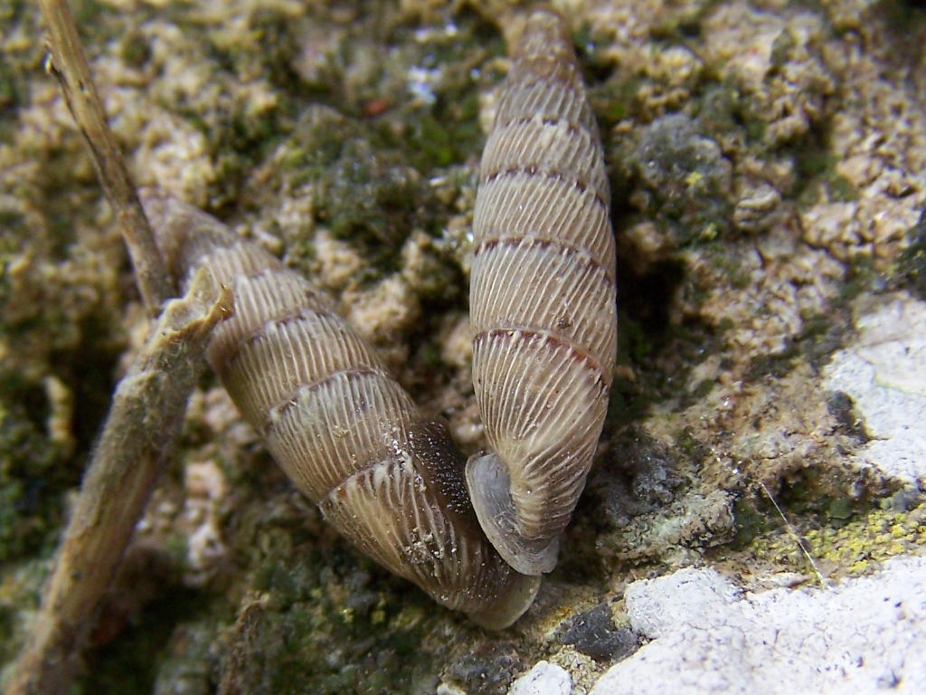 Papillifera papillaris affinis - accoppiamento