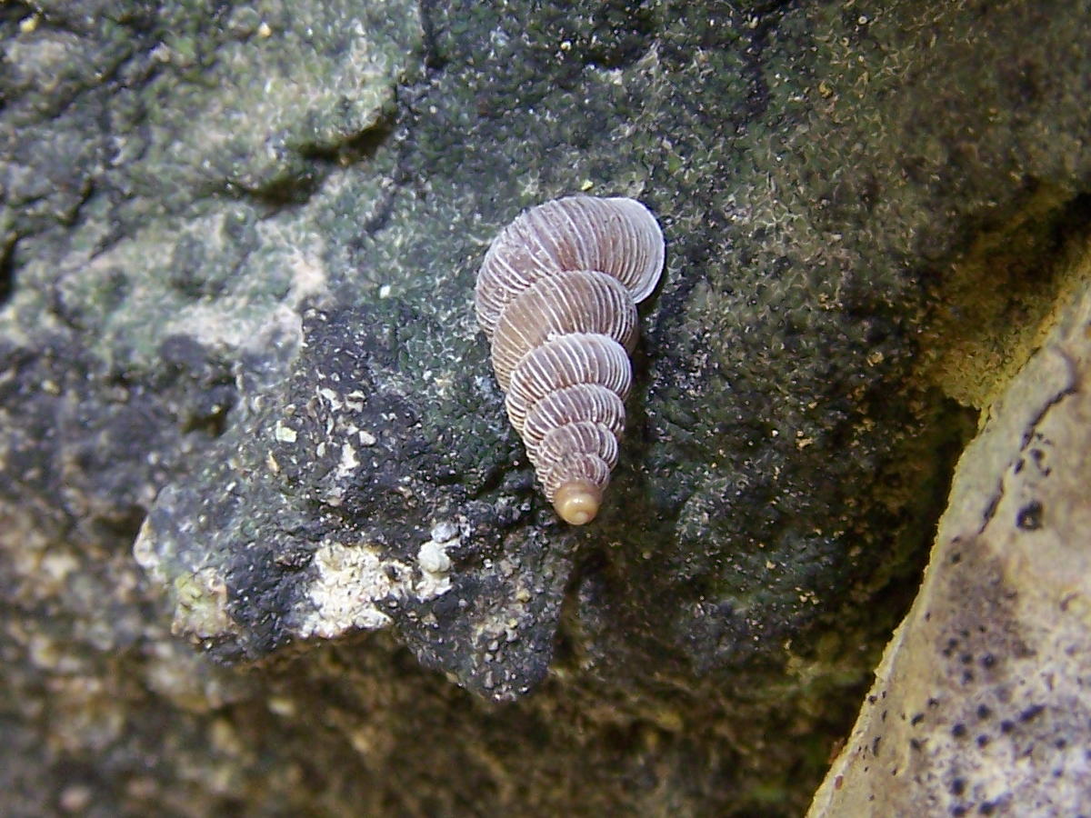 Cochlostoma ericino