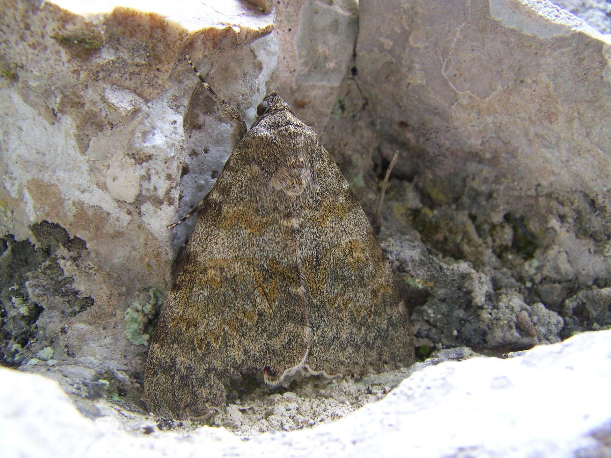 grossa falena (ericina) -  Catocala elocata