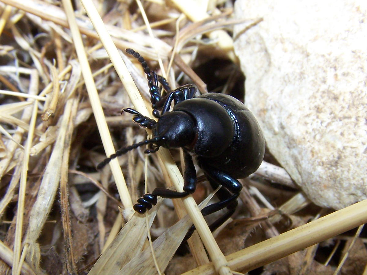 zampe blu: Timarcha pimelioides