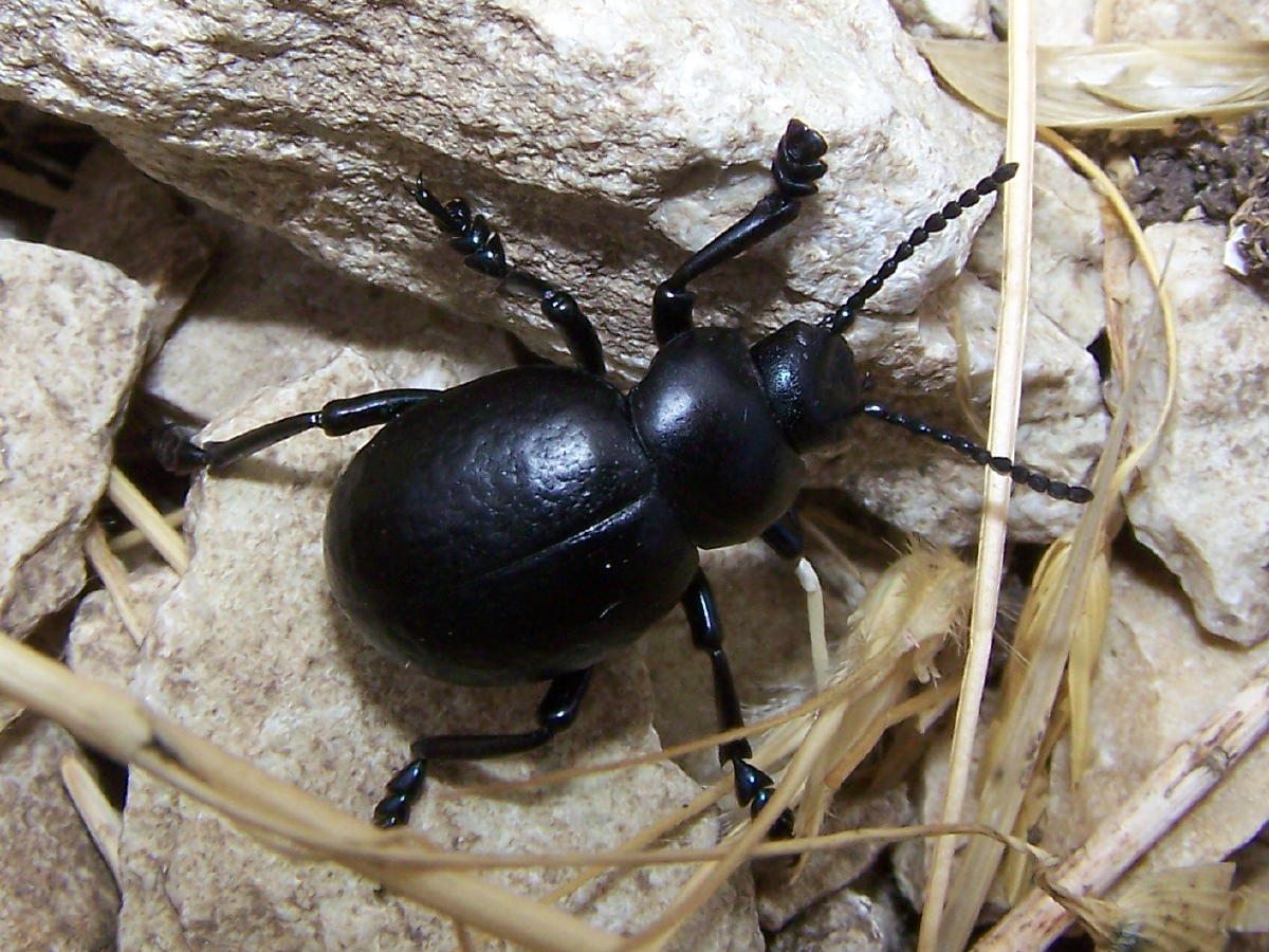 zampe blu: Timarcha pimelioides