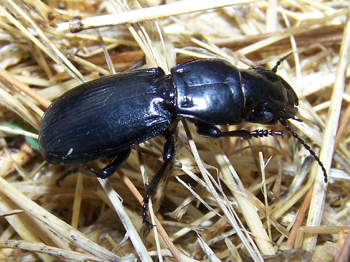 Percus corrugatus