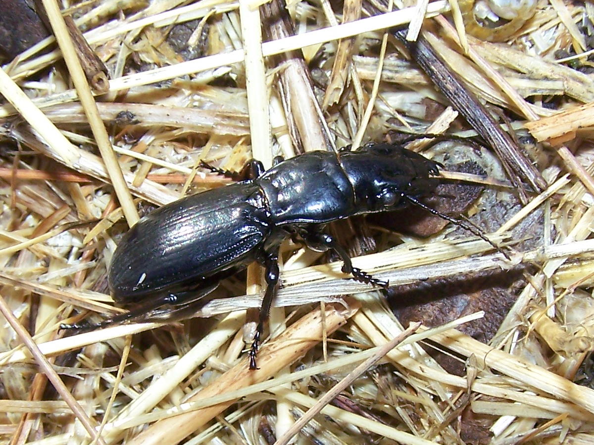 Percus corrugatus
