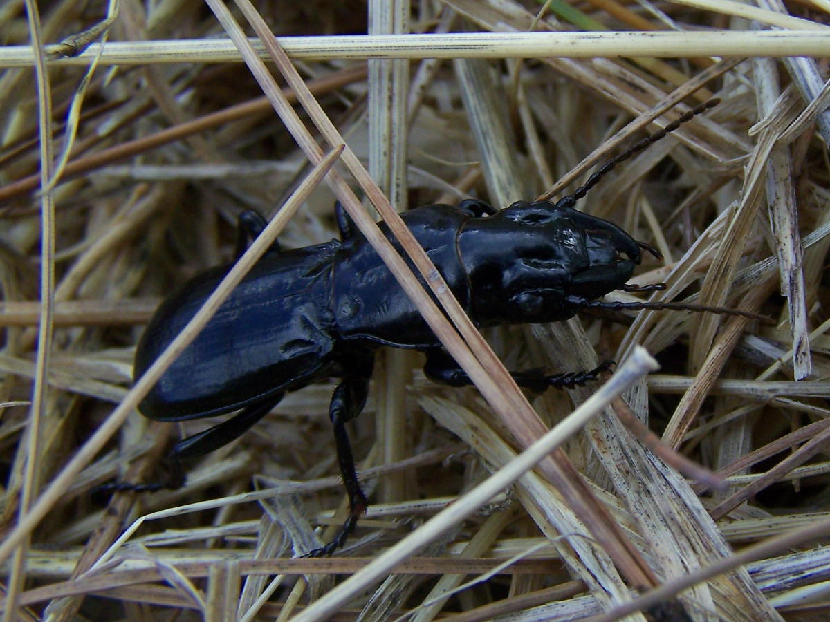 Percus corrugatus