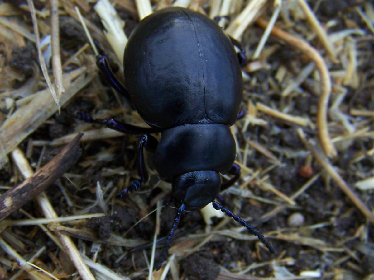 zampe blu: Timarcha pimelioides