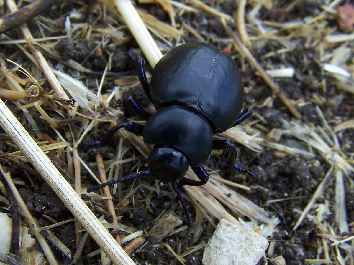 zampe blu: Timarcha pimelioides