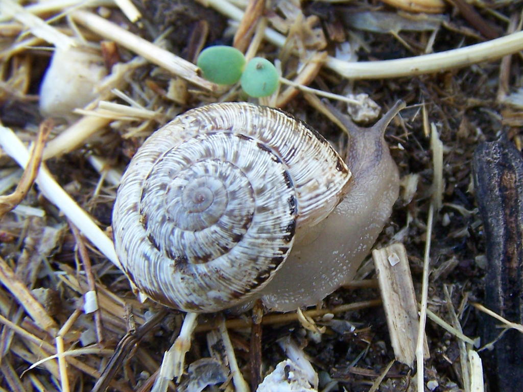 Cernuella sp. - erice