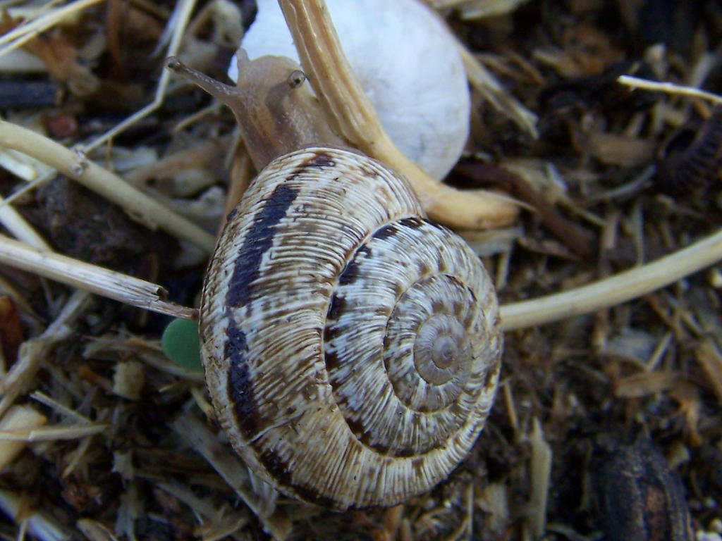 Cernuella sp. - erice