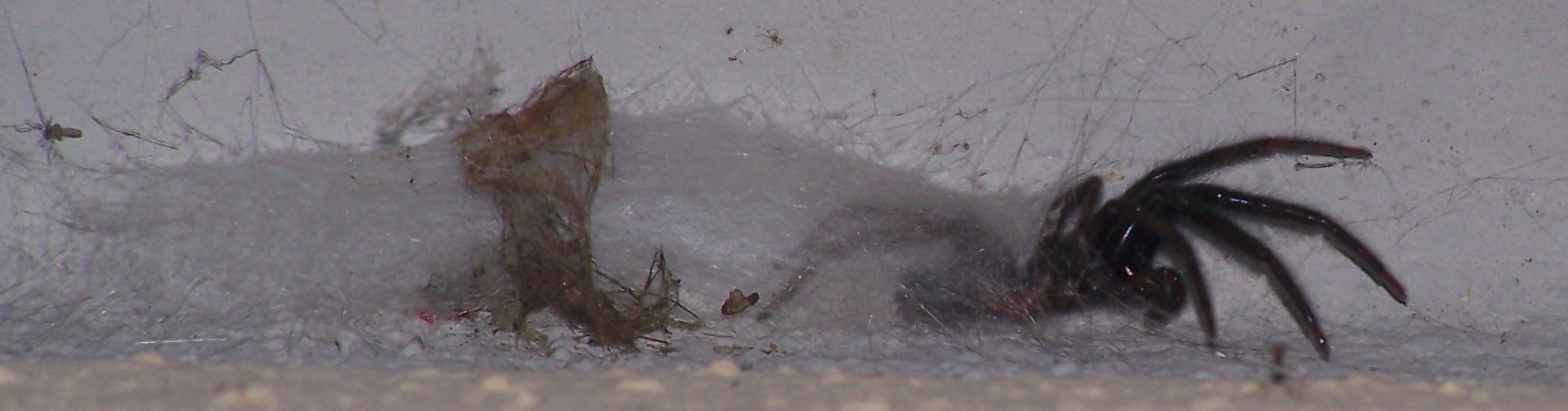 Philodromus sp.; Segestria sp.