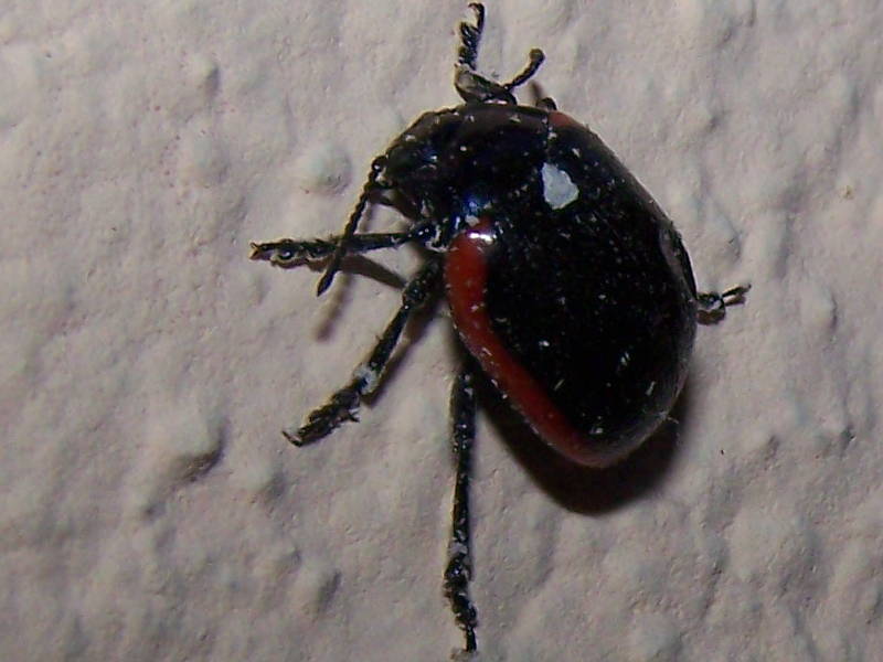 Chrysolina rossia?