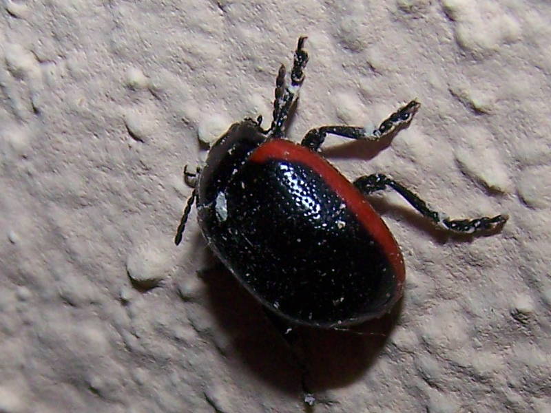 Chrysolina rossia?