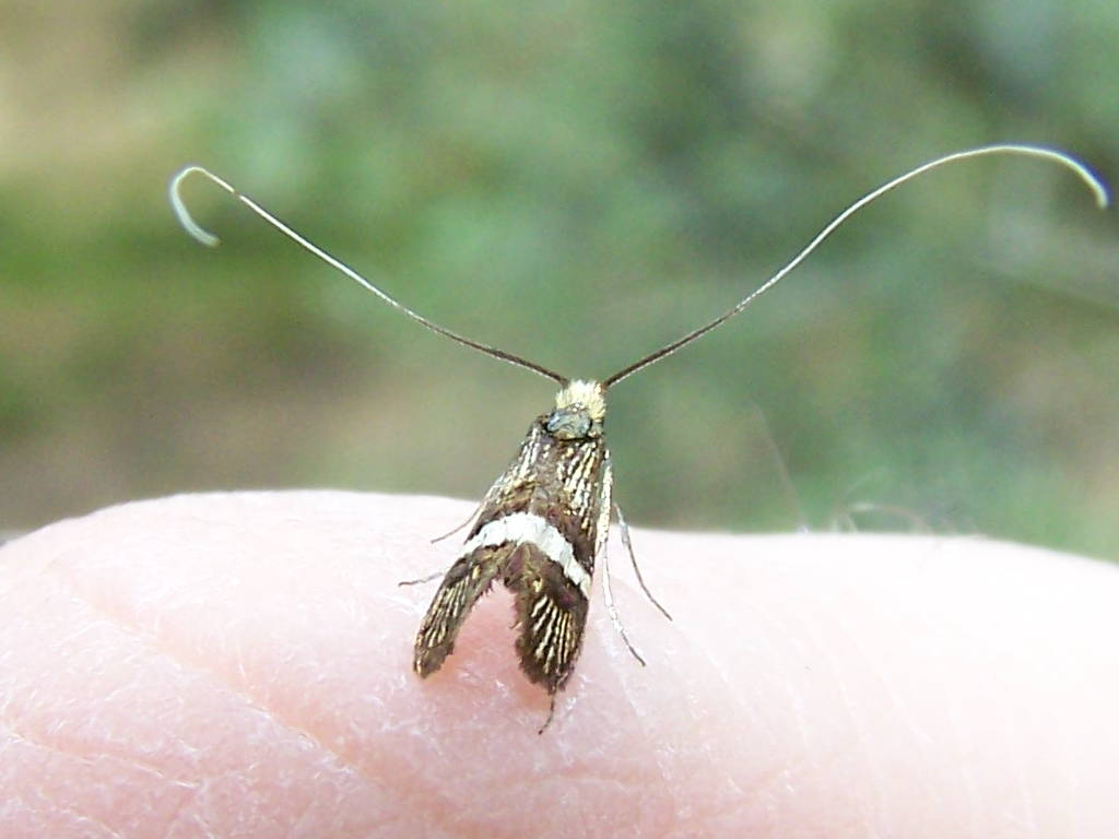 Adelidae: cfr. Nemophora degeerella