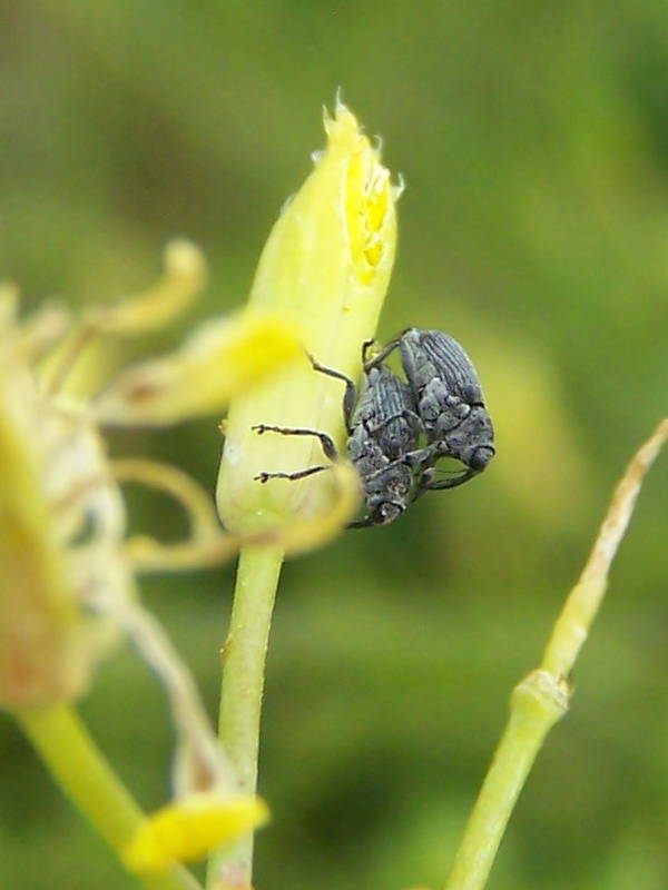 Curculionidae:  Ceutorhynchus obstrictus