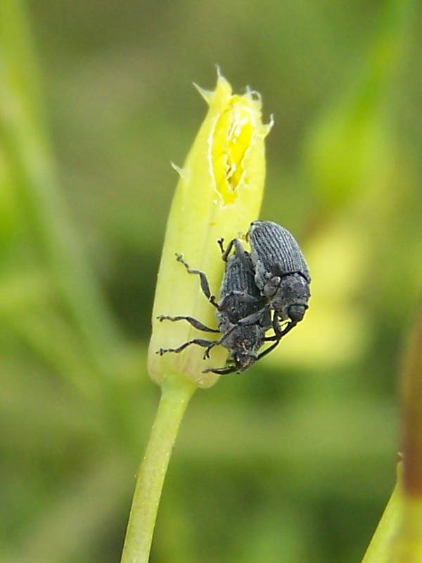 Curculionidae:  Ceutorhynchus obstrictus