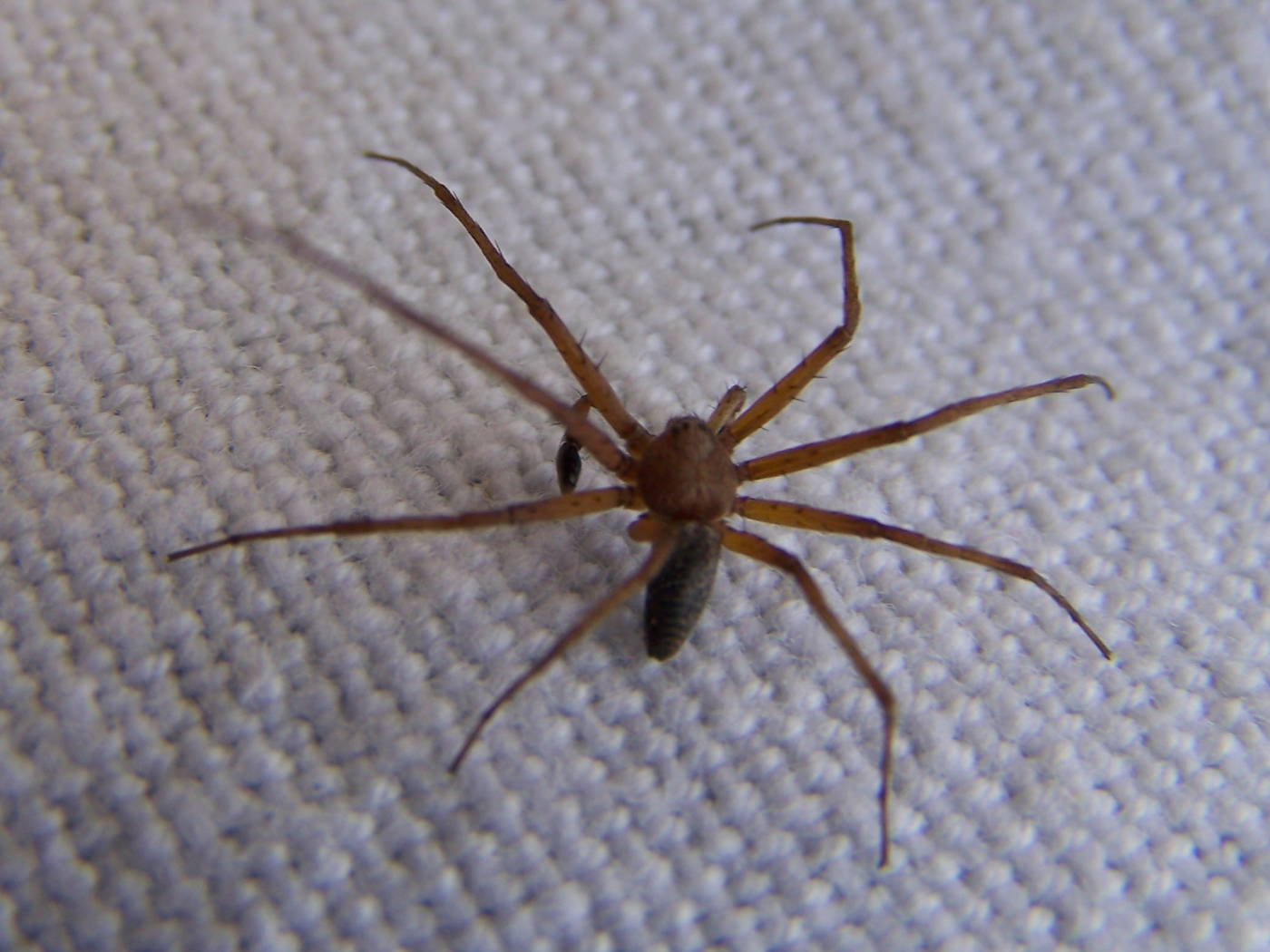 Philodromus sp.; Segestria sp.