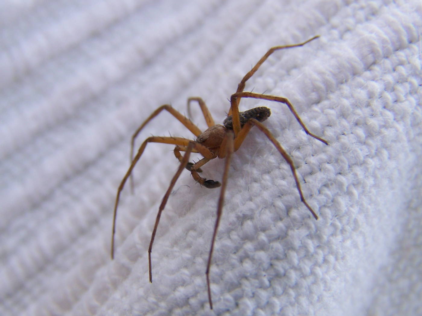 Philodromus sp.; Segestria sp.