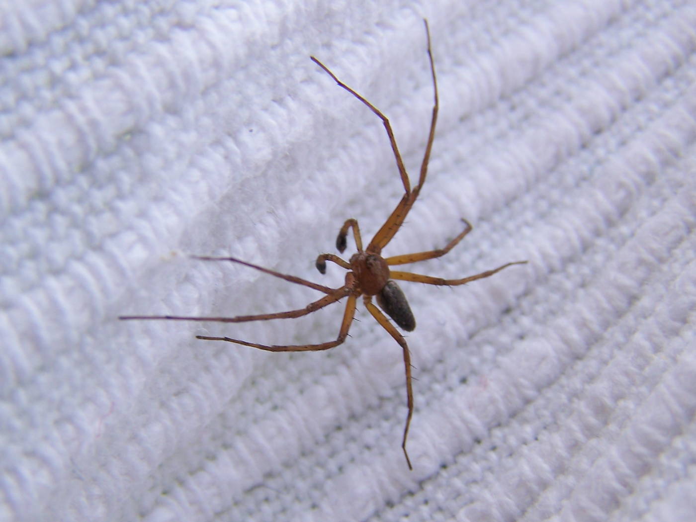 Philodromus sp.; Segestria sp.