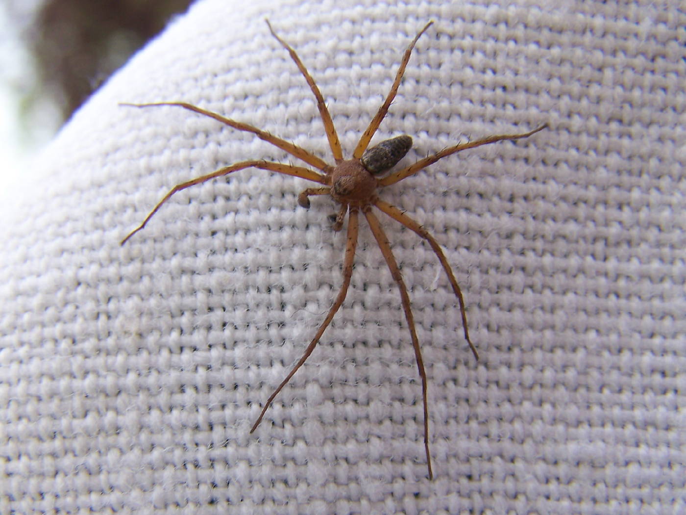 Philodromus sp.; Segestria sp.