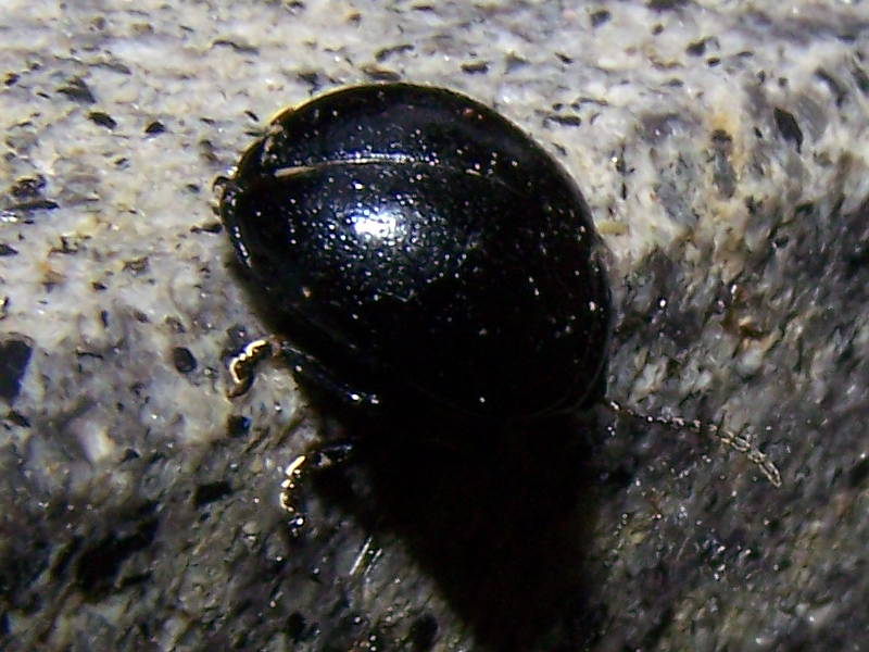 Chrysolina haemoptera?