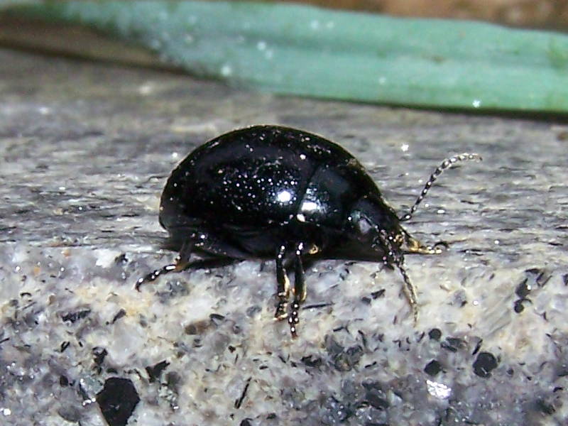 Chrysolina haemoptera?