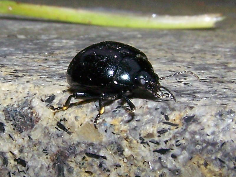 Chrysolina haemoptera?