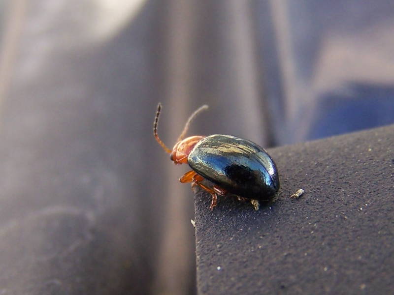 Chrysomelidae? 1  Podagrica fuscicornis