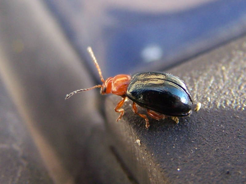 Chrysomelidae? 1  Podagrica fuscicornis