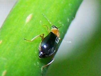 Chrysomelidae? 2