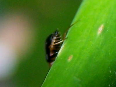 Chrysomelidae? 2