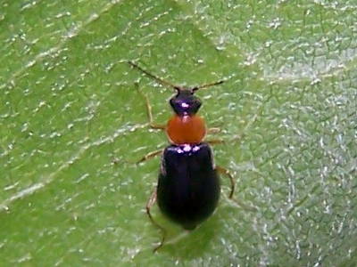 Chrysomelidae? 2