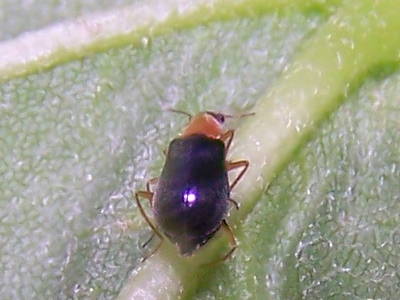 Chrysomelidae? 2