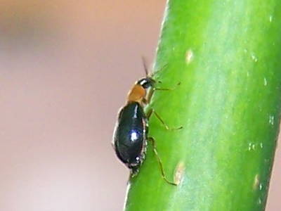 Chrysomelidae? 2