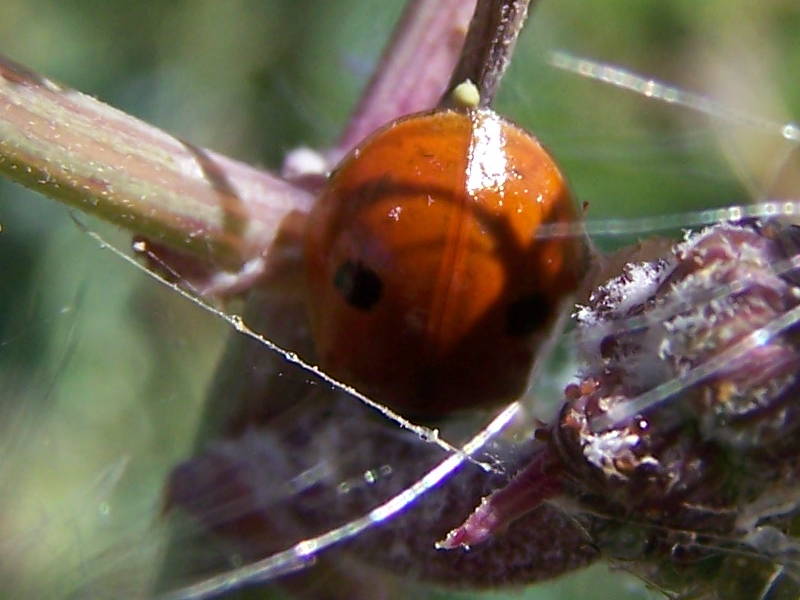 Adalia bipunctata?