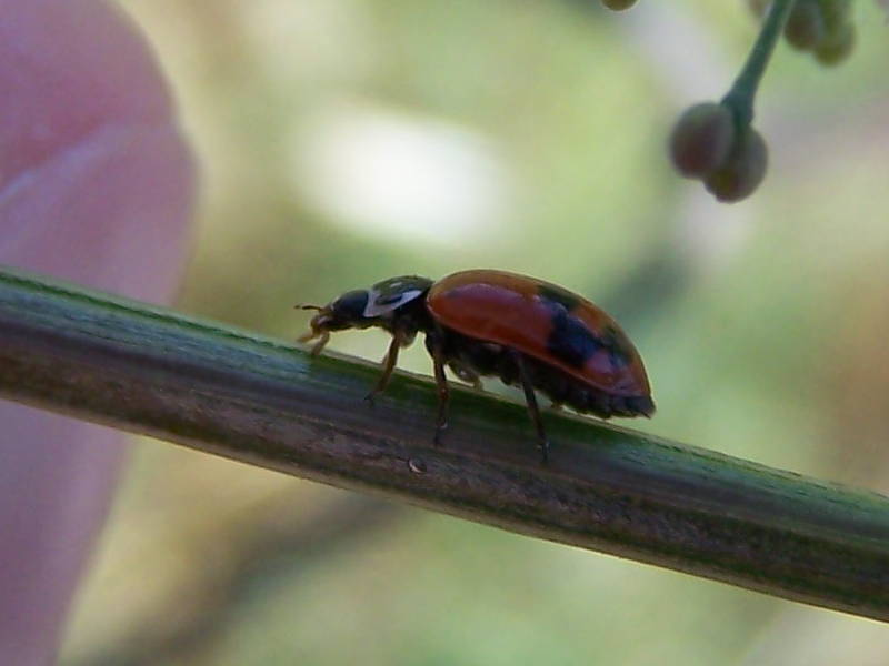 Hippodamia variegata