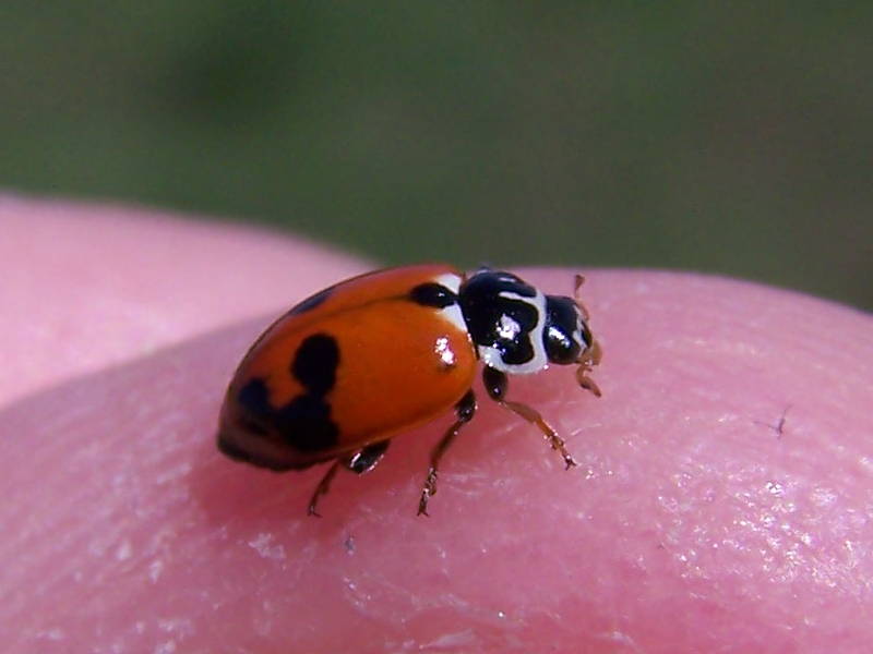 Hippodamia variegata