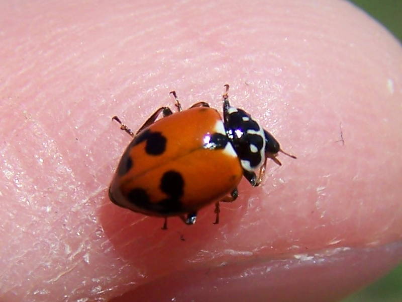 Hippodamia variegata