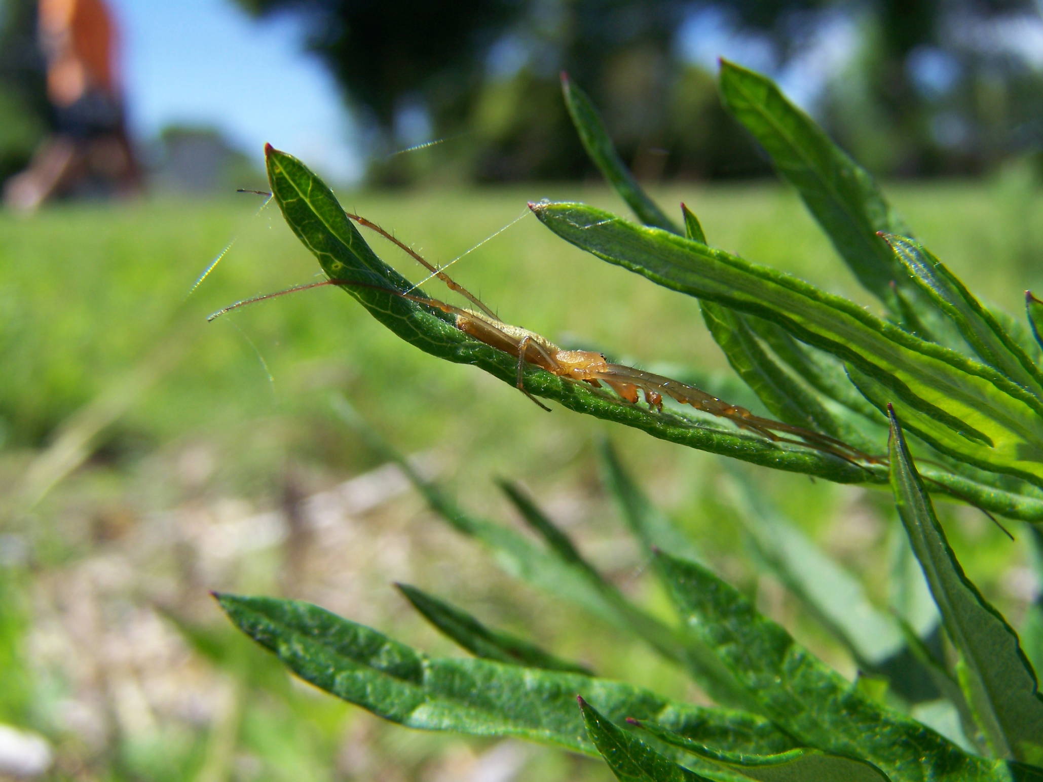Tetragnatha sp.