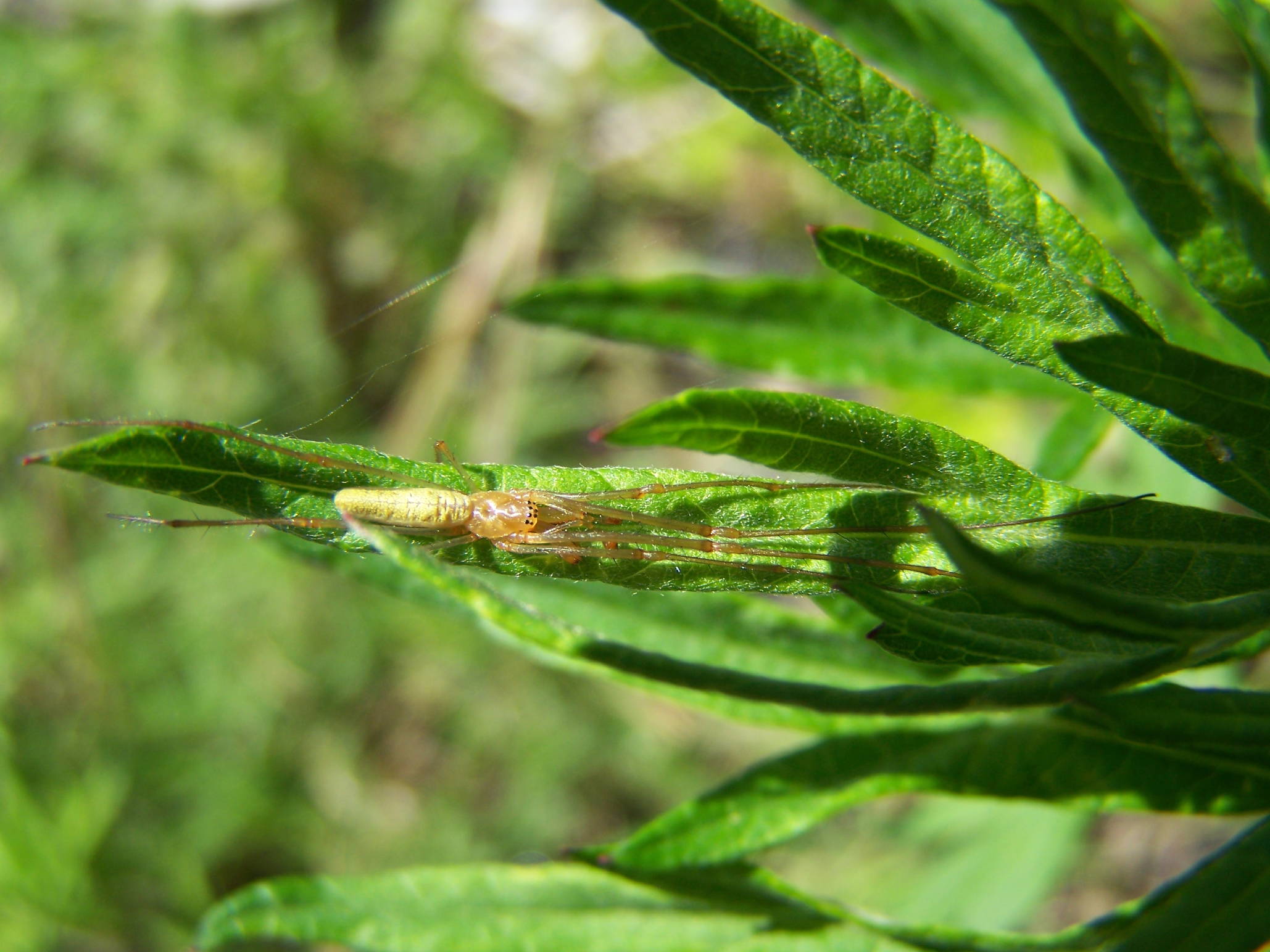 Tetragnatha sp.