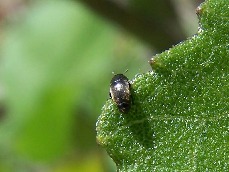 Nitidulidae: Meligethes sp.