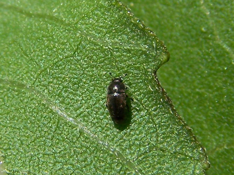 Nitidulidae: Meligethes sp.