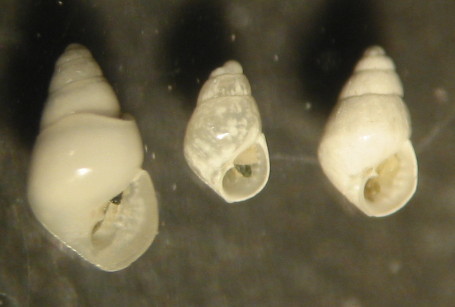 odostomia???