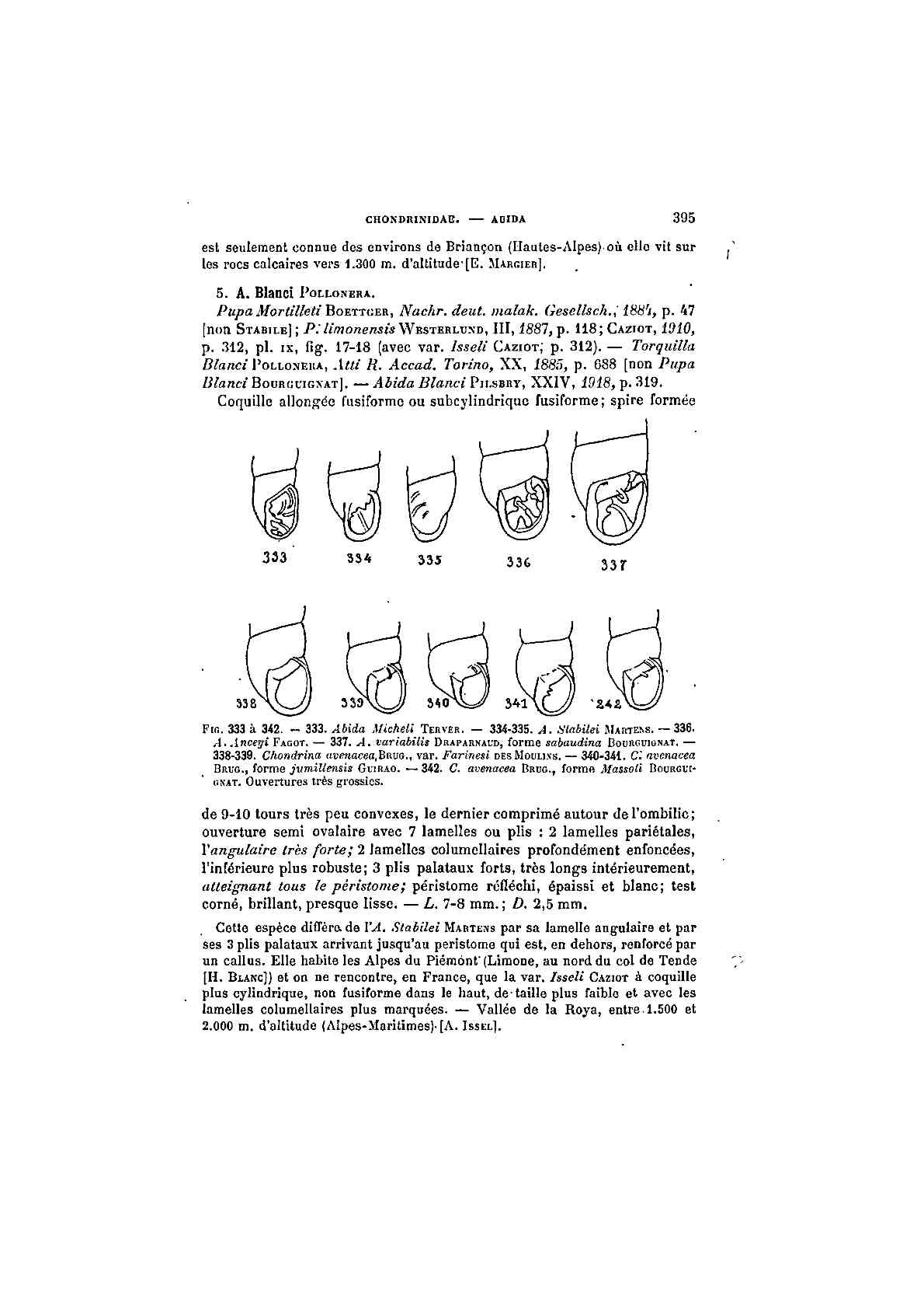 Granaria variabilis (Draparnaud, 1801)