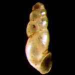 tabella Famiglia Hydrobiidae