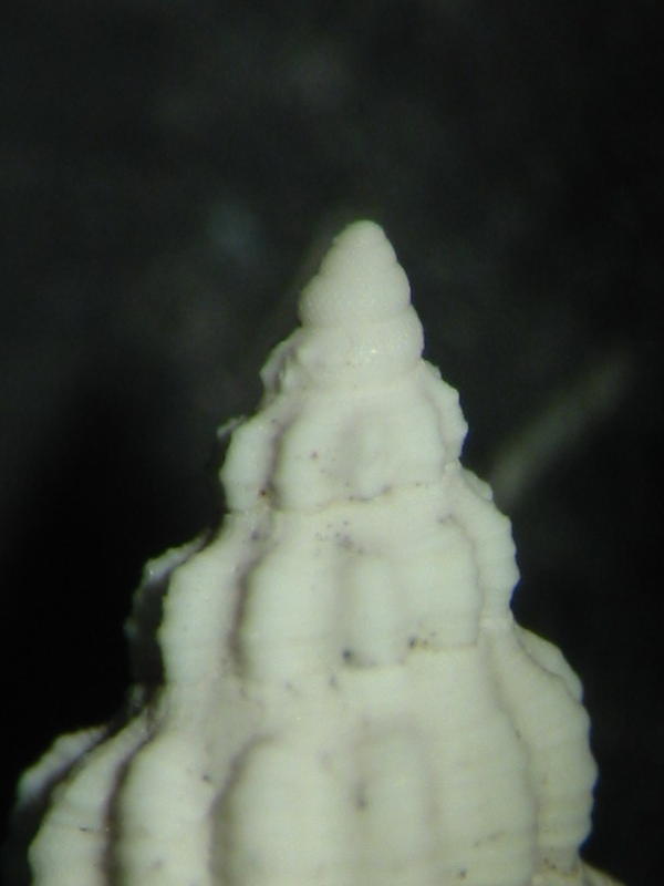 Comarmondia stria