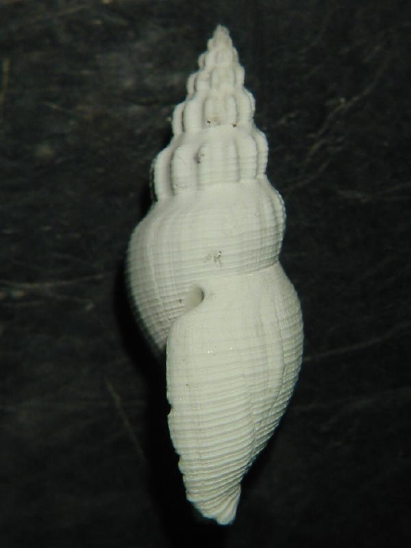 Comarmondia stria